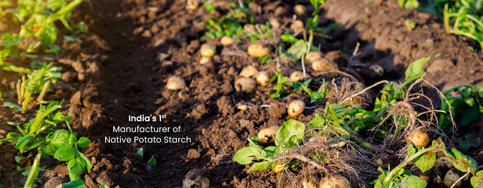 India's 1st manufacturer of native potato starch